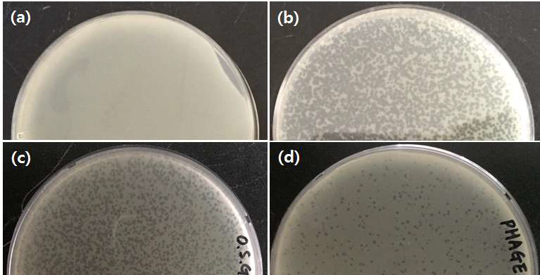 Phage infection with different dilution of phage stock, (a) without phage, (b) 10-2 diluted, (c) 10-4 diluted, and (d) 10-6 diluted.