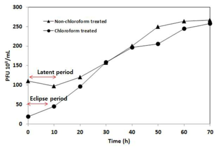 One step growth curve of bacteriophage infecting E. Ludwiggi