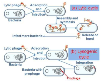 Bacteriohage life cycle