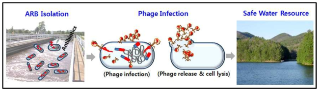 Concept of bacteriophage-based biocontrol to control antibiotic resistance bacteria