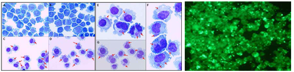 (좌) 야생쥐 백혈구로부터 혈액으로부터 THP-1 cell line에서 A. phagocytophjilum AAIK 배양 물을 슬라이드에 도말하여 Diff-Qick 염색한 후 광학현미경을 통한 관찰결과(x1,000). A와 B, 정 상 THP-1 cell; C~F, A. phagocytophilum이 감염된 세포(화살표); (우) A. phagocytophjilum AAIK 배양물을 슬라이드에 도말하여 포르말린 고정 후 고라니 양성혈청으로 indirect immunofluorescence assay(IFA) 후 형광현미경을 통한 관찰결과(X400).