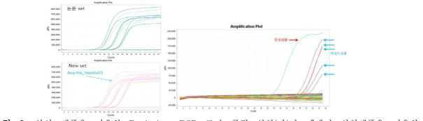 양성 샘플을 이용한 Real-time PCR 조건 확립 실험(좌)과 멧돼지 실험샘플을 이용한 Real-time PCR 결과(우).