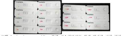 A. phagocytophilum 항체 신속진단키트 항체 역가별 시험 결과.