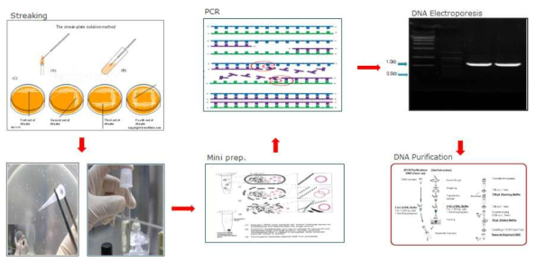 Plasmid DNA를 이용한 Lin28 DNA transfection