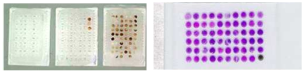 Tissue microarray 블록 제작 (왼쪽) 및 슬라이드 제작 (H&E, 오른쪽)