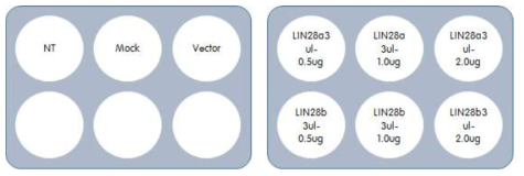 적정 Lin28 농도 control 및 Lin28 발현 유무에 따른 cell proliferation 관찰