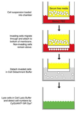 Cell migration/invasion assay