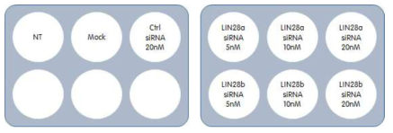 적정 Lin28 siRNA농도 control 및 Lin28 발현 유무에 따른 proliferation 관찰