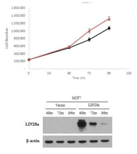 Lin28 increases cell proliferation in breast cancer cell