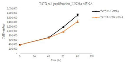 Knock down of Lin28 decreases cell proliferation in breast cancer cell