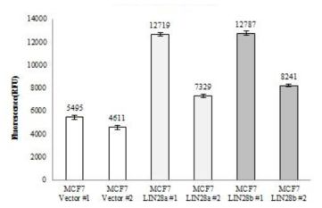 Invasion assay result according to expression of Lin28