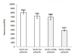 Invasion assay in TNBC cell line CAL51 according to knock down of Lin28