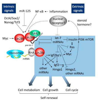 Lin28의 작용기전