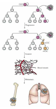 Evolution of a metastatic cancer stem cell