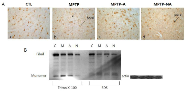 – phospholylated alpha synuclein expression is detected in a chronic MPTP-induced Parkinsonism model.
