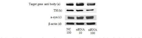 타겟유전자의 siRNA를 세포주에 10, 100μM의 농도로 처리한 뒤 타겟유전자가 knock-down 된 것을 확인함 (a). 타겟유전자가 knock-down된 상황에서 TH 세포가 감소하는 것을 확인하였고 (b), 알파시누클레인은 증가하여 (c) 타겟유전자가 알파시누클레인을 조절하는 역할을 하는 것을 확인함