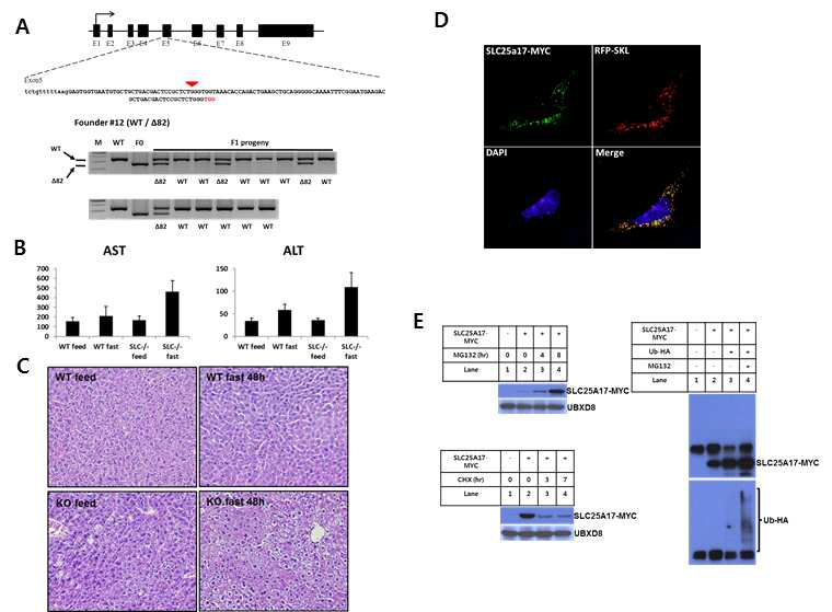 Target sequences of Slc25a17 RGEN and the role of SLC25A17