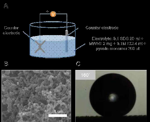 (A) 전기중합을 통해 납 와이어의 표면개질 Polypyrole과 MWCT nanostructure를 형성. (B) 납 와이어 표면의 나노 구조물 SEM 이미지. (C) 개질 표면의 접촉각 측정.