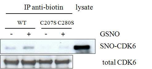 C207S/C280S mutant CDK6는 nitrosylation이 되지 않음.