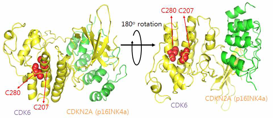 3D structure of CDK6