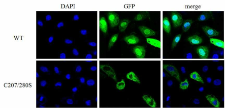 WT 혹은 C207S/C280S-CDK6의 세포내 위치