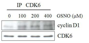 GSNO에 의한 CDK6와 cyclin D1의 결합 변화 분석