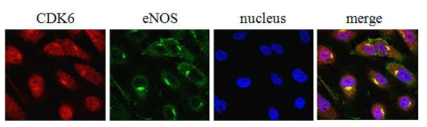 EC에서의 CDK6와 eNOS의 co-localization