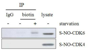 세포주기 억제에 의한 CDK6의 nitrosylation 분석