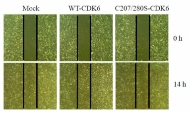 WT 혹은 C207S/C280S-CDK6의 EC의 migration의 효과