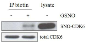 GSNO에 의한 CDK6의 nitrosylation