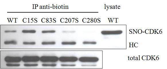 C207S 혹은 C280S mutant CDK6는 nitrosylation이 일어나지 않음