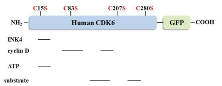 여러 단백질들의 CDK6와 결합하는 위치 분석 및 nitrosylation site