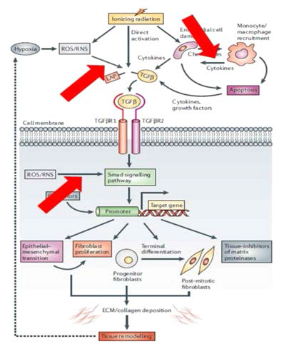 안토시아닌이 TGF-β pathway 에 작용할 것으로 예상되는 부위