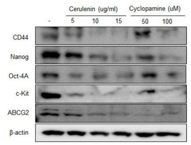 HTC-116 cells treated with shh inhibitors for 24 h - Western blot