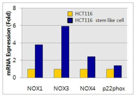 암줄기양세포에서의 ROS생성을 촉진하는 단백질의 mRNA 발현