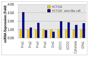 암줄기양세포에서의 항산화 단백질 관련 유전자들의 mRNA 발현
