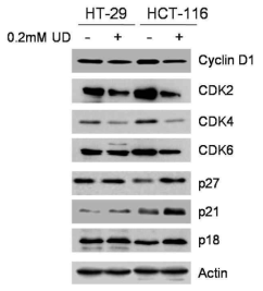 UDCA에 의한 cell cycle조절 단백질의 변화