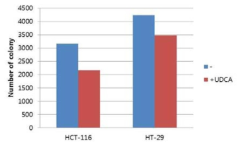 UDCA에 의한 colony수의 감소