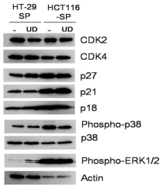 Sphere cell에서 UDCA에 의한 세포주기 단백질 변화