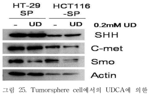 Tumorsphere cell에서의 UDCA에 의한 SHH의 발현변화