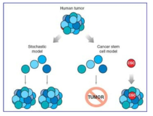 암 줄기세포 모델