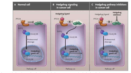 정상 세포 및 암세포에서의 Hedgehog 유전자의 역할