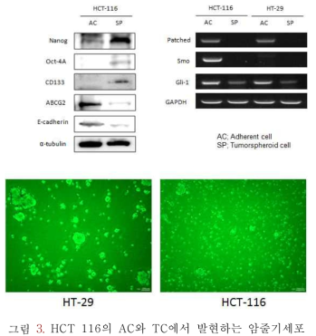 HCT 116의 AC와 TC에서 발현하는 암줄기세포 마커