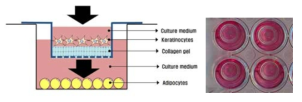 In vitro 피부 구조 모형을 통한 실험