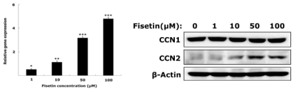 Fisetin 처리에 의한 CCN1/CCN2의 발현에 미치는 영향