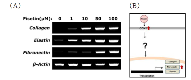 Fisetin 처리가 collagen, fibronectin, 그리고 elastin의 발현에 미치는 영향