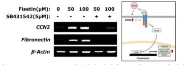 CCN2/TGF-β 신호전달체계 활성화를 통한 fisetin의 작용