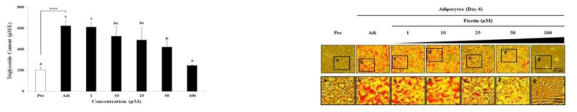 Fisetin 처리가 3T3-L1 세포의 adipogenesis에 미치는 영향