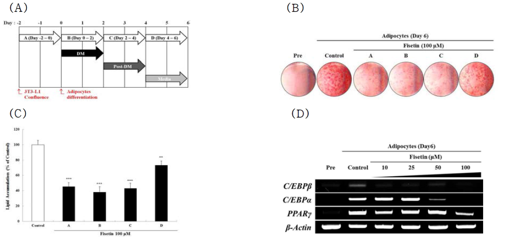 Adipogenesis 분화기간에 따른 fisetin의 억제활성