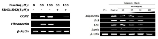 CCN2/TGF-β 신호전달체계 활성화를 통한 adipogensis의 조절